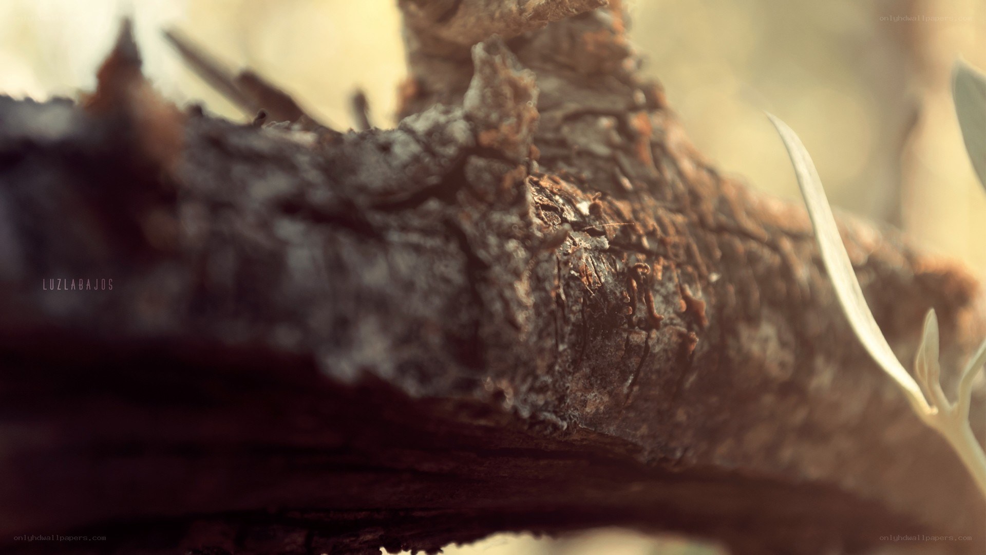close-up of a tree branch