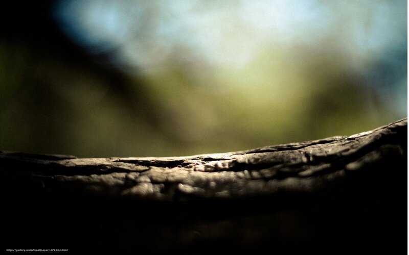 Close-up of a Tree Branch — Brown