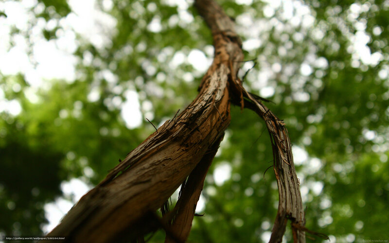 Close-up of a tree branch