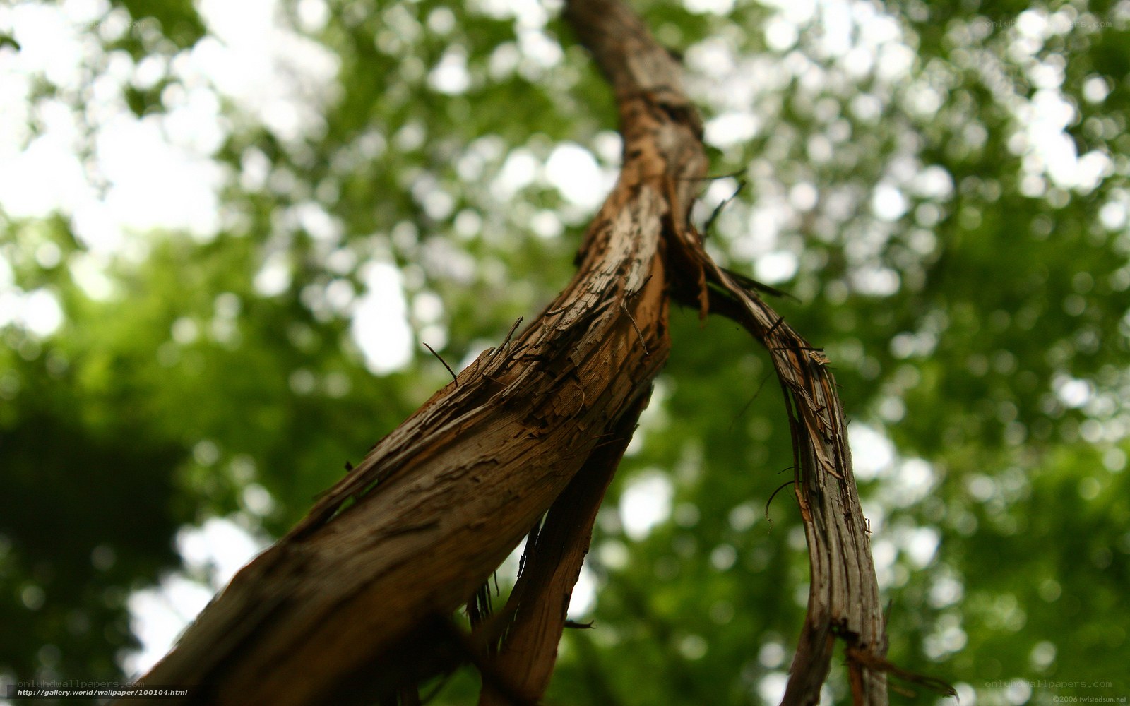 Close-up of a tree branch