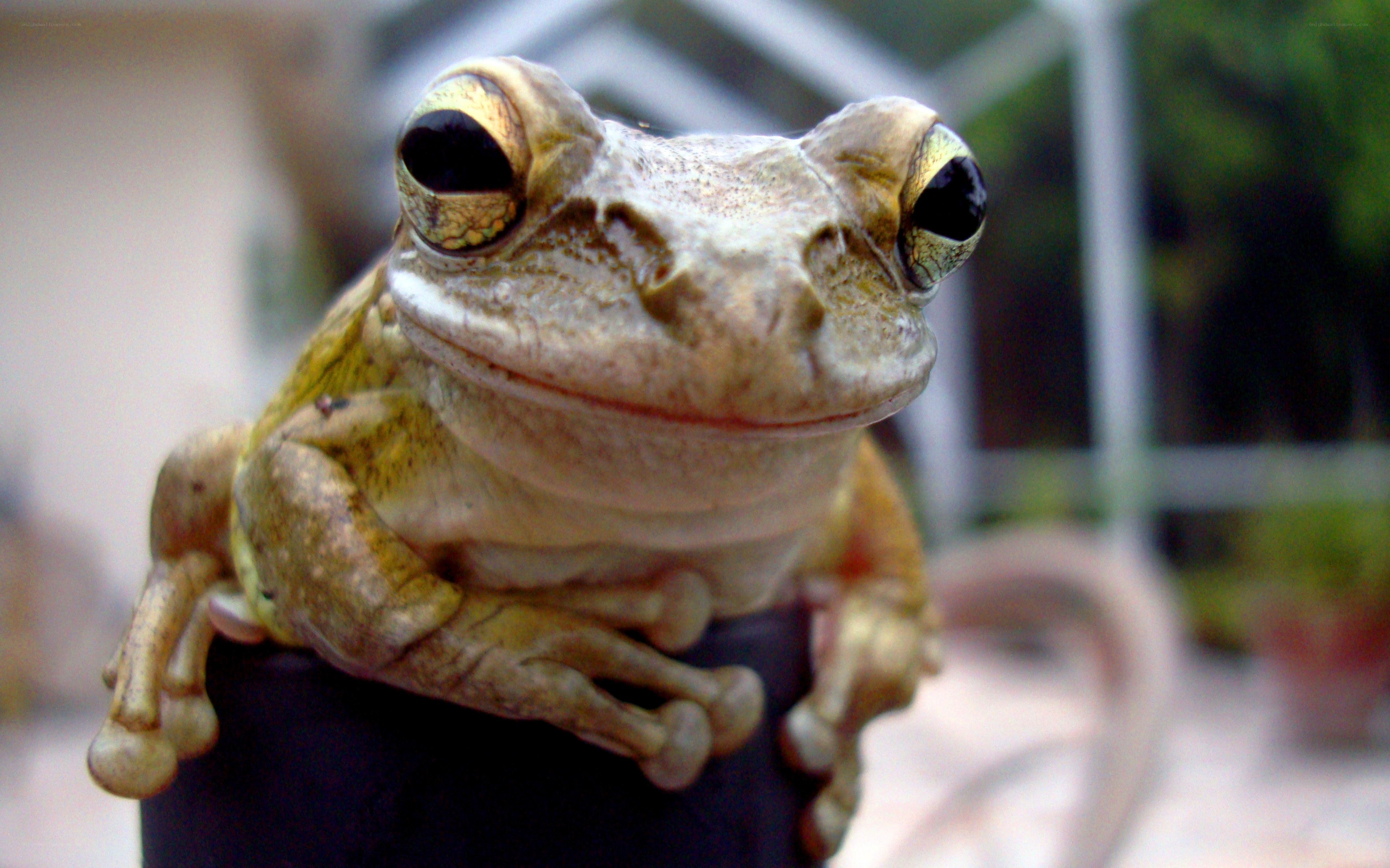 Close-up of a tree frog