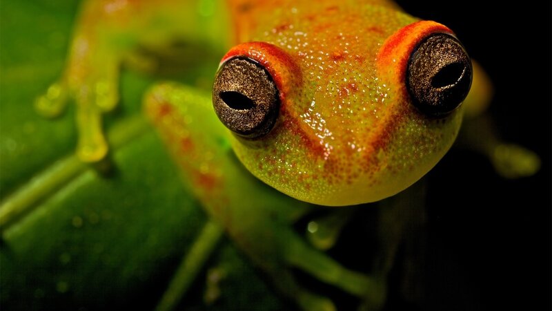 Close-up of a tree frog
