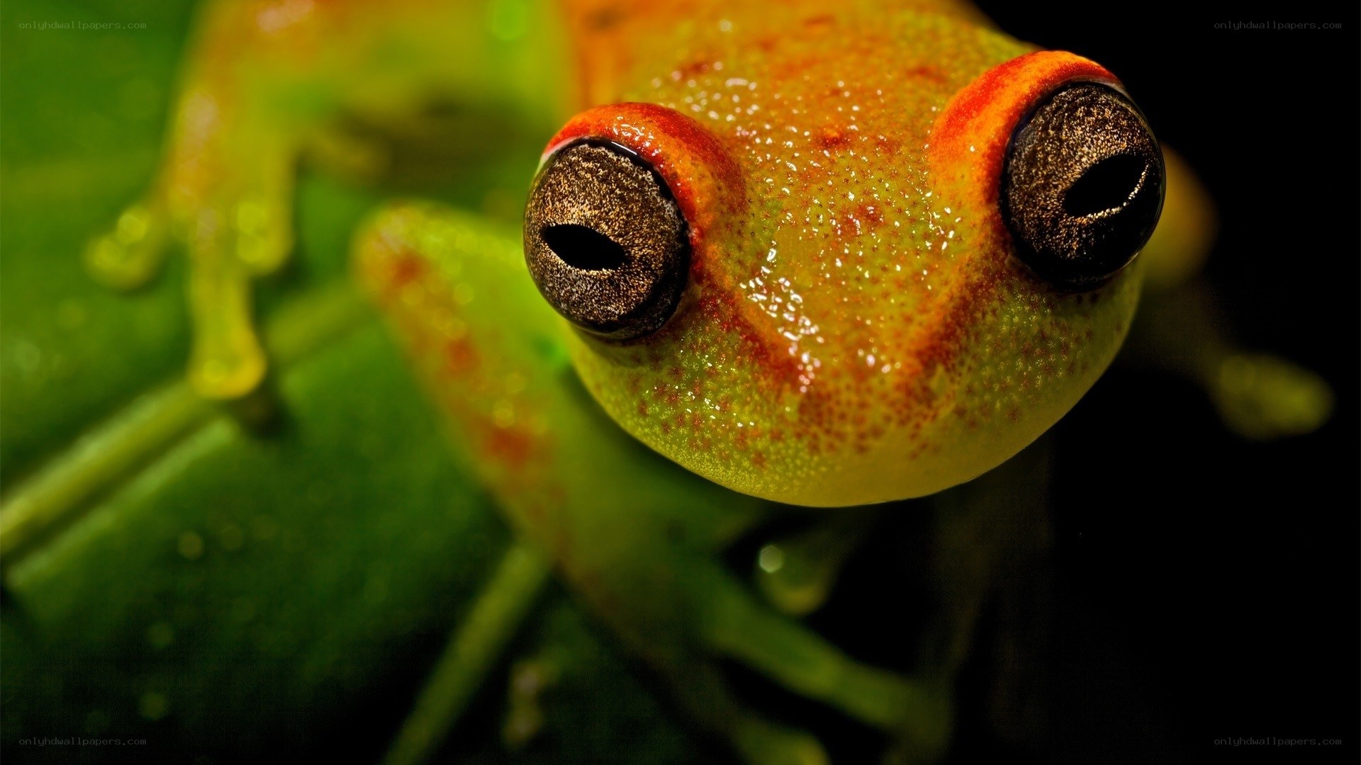 Close-up of a tree frog