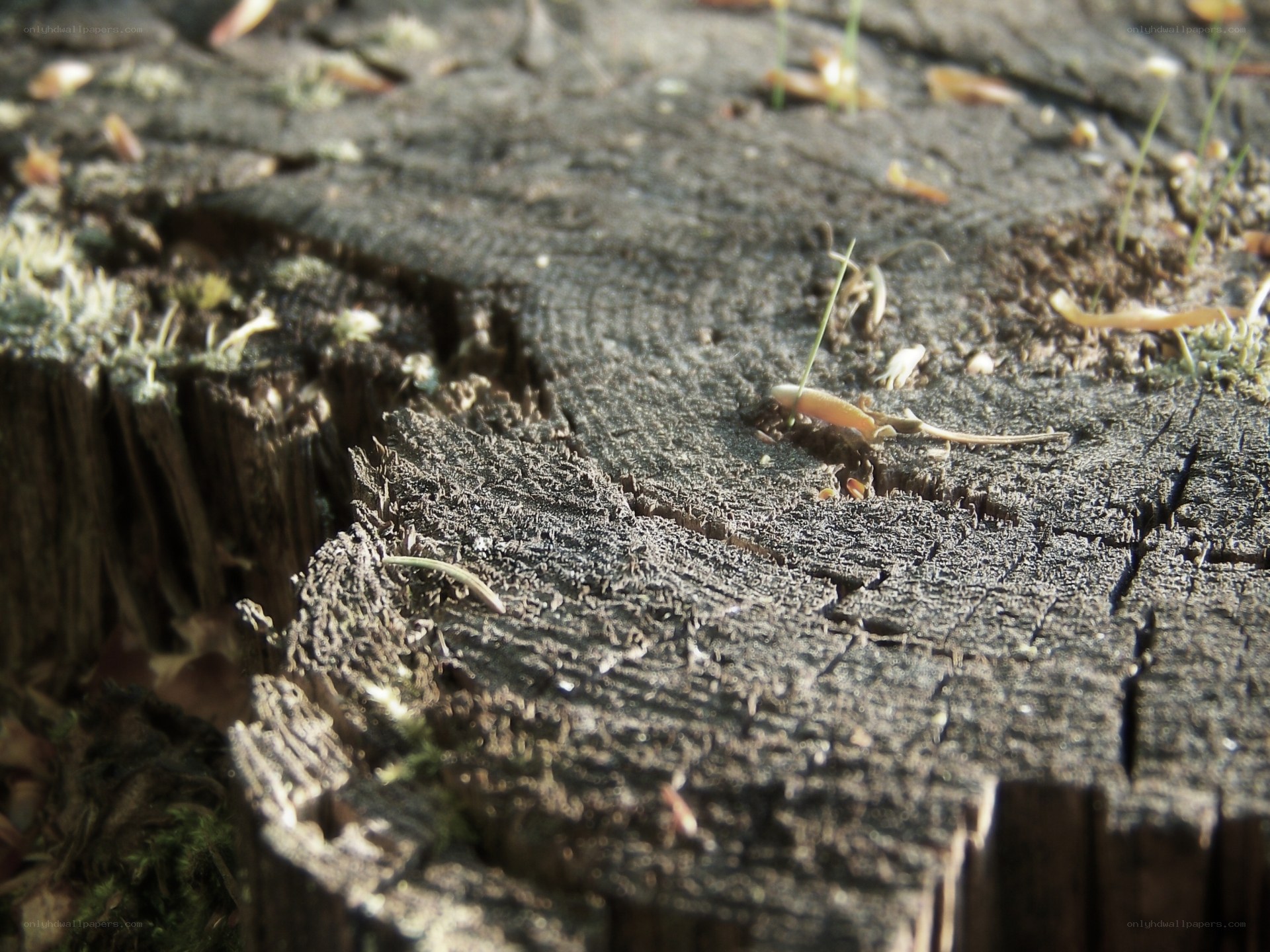 close-up of a tree stump