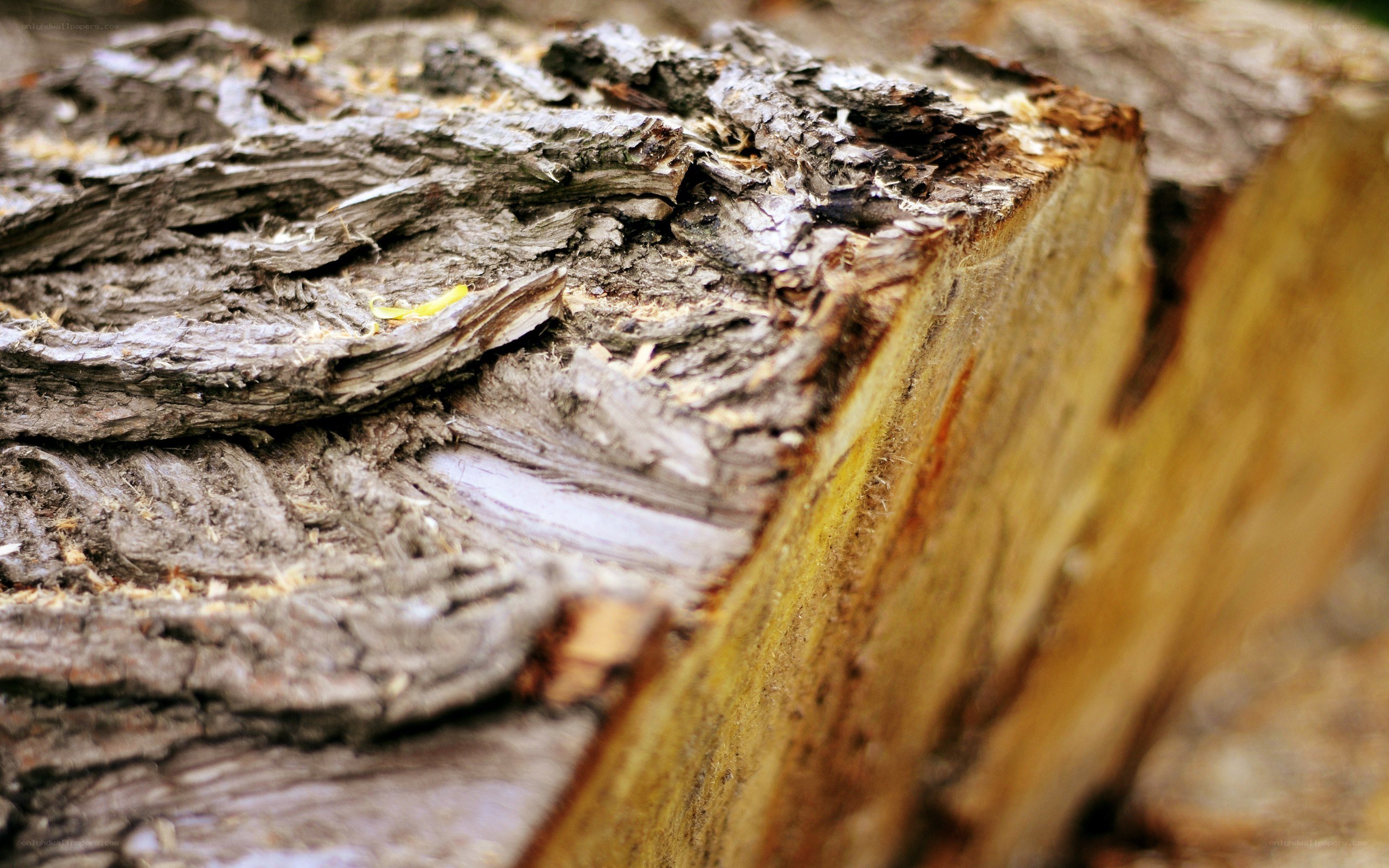 Close-up of a tree stump