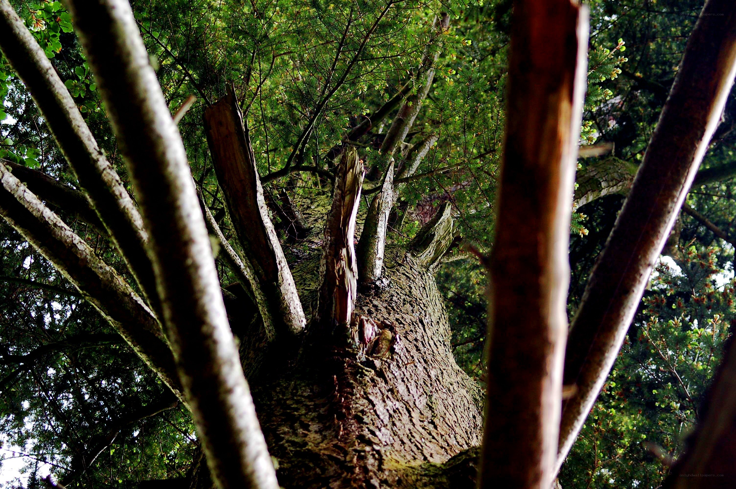 close-up of a tree trunk