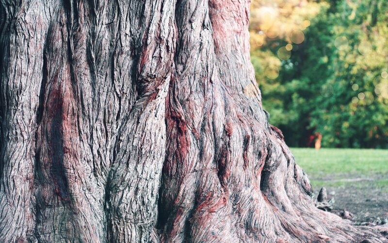 close-up of a tree trunk