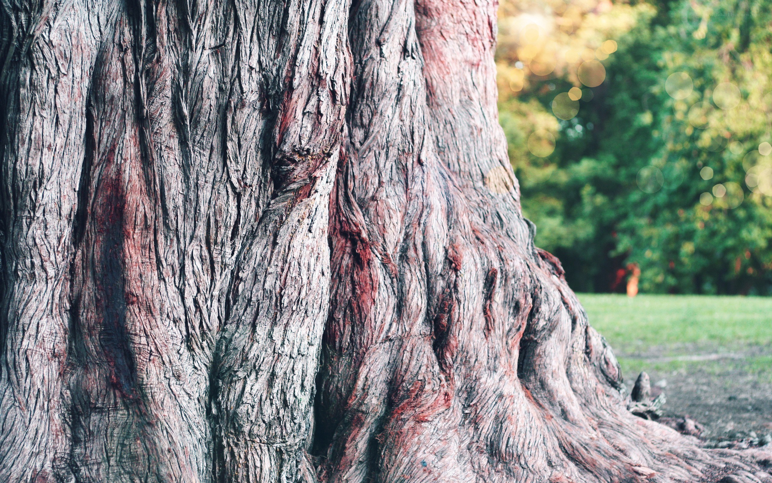 close-up of a tree trunk
