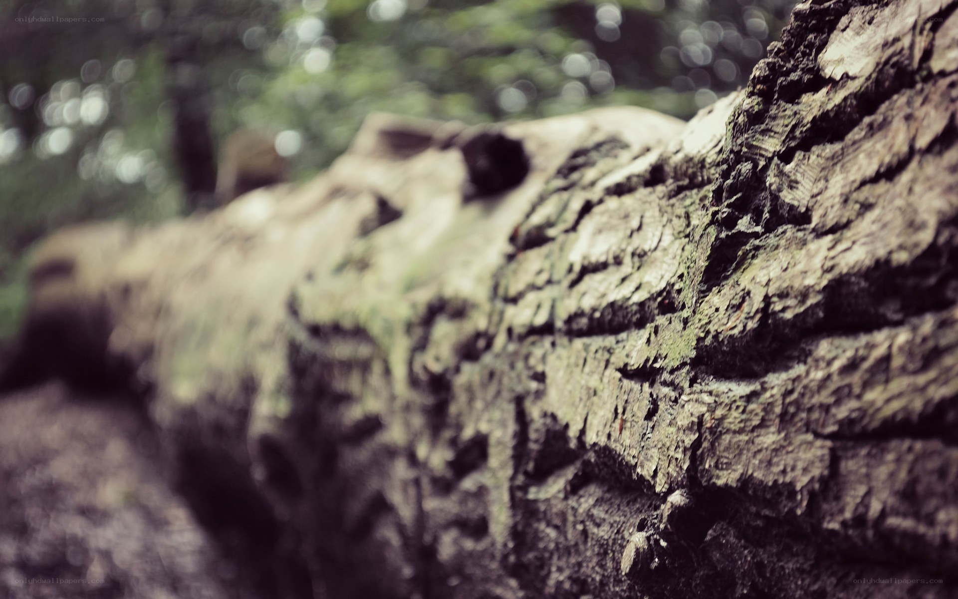 close-up of a tree trunk