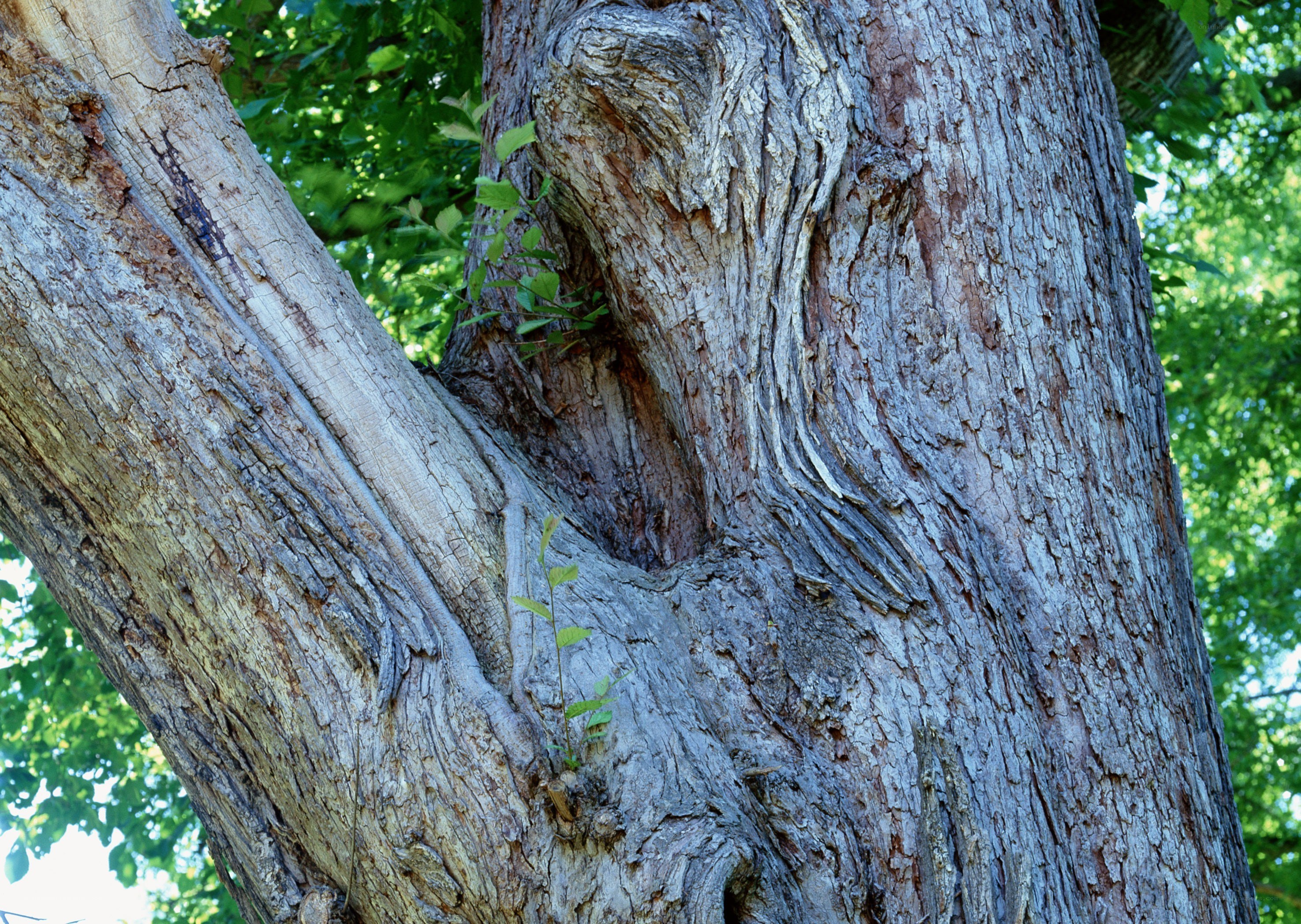 close-up of a tree trunk
