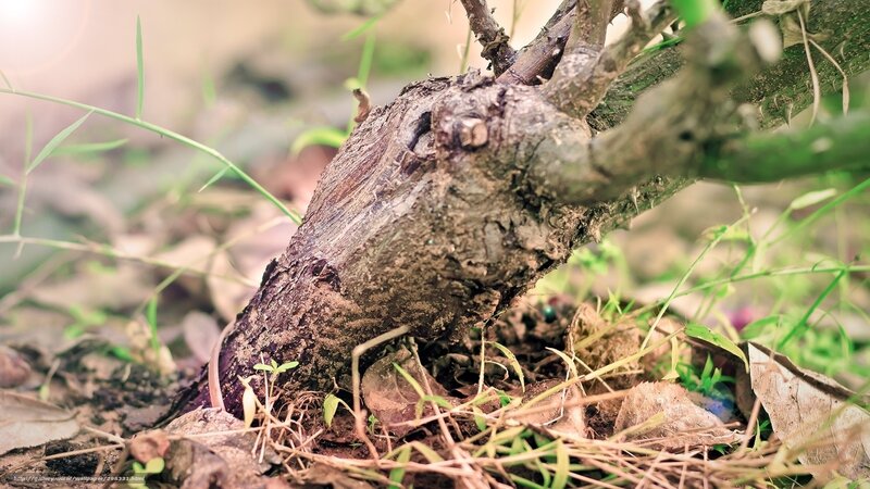 close-up of a tree trunk