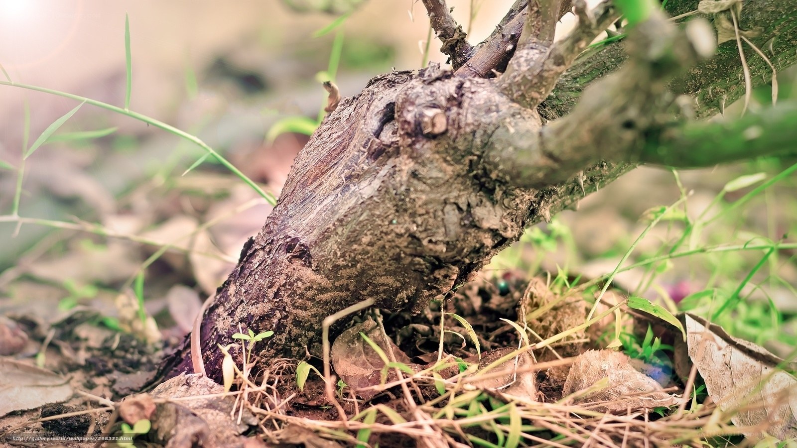close-up of a tree trunk
