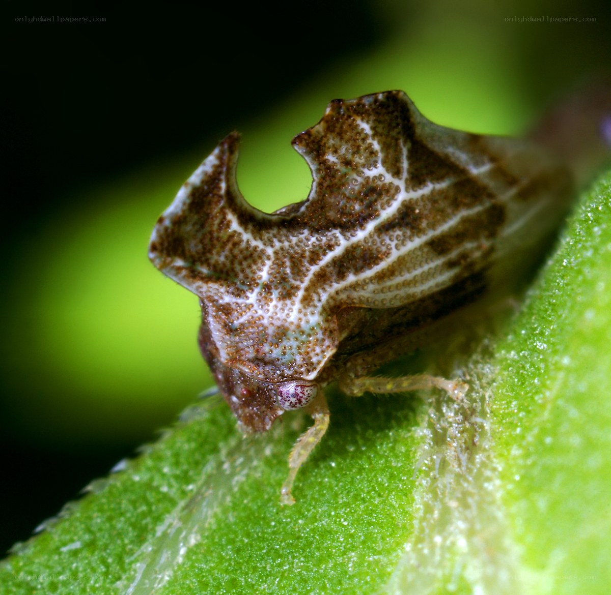 close-up of a treehopper insect