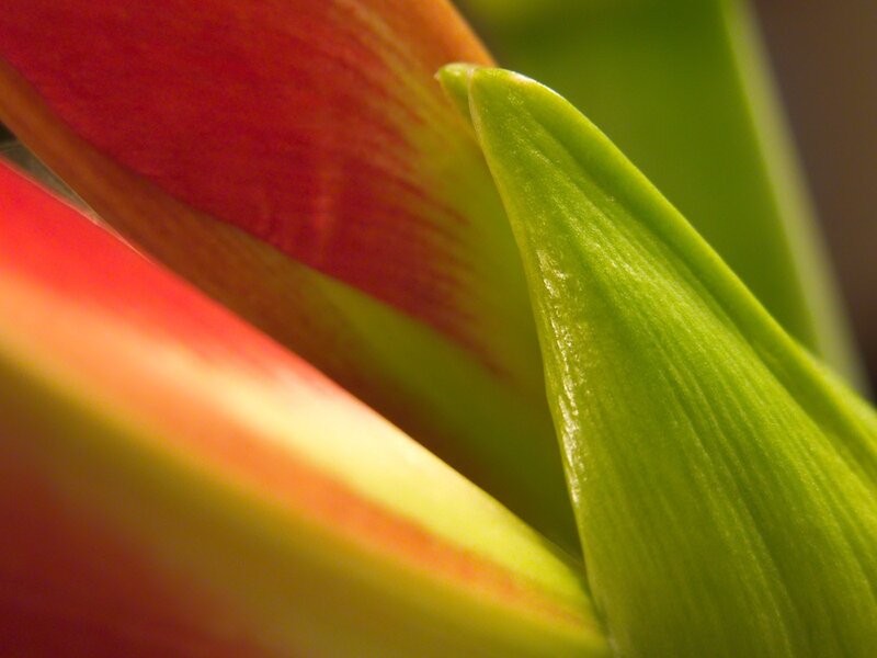 Close-up of a tulip bud