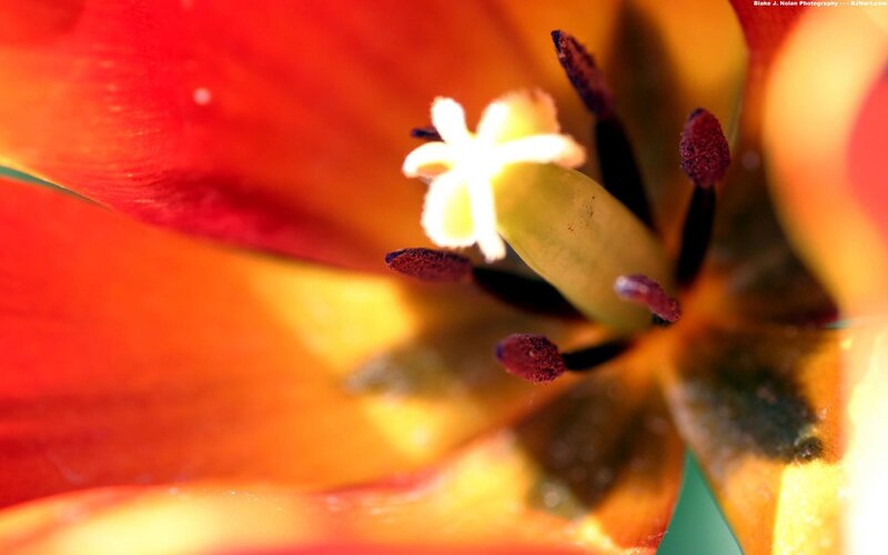 close-up of a tulip flower