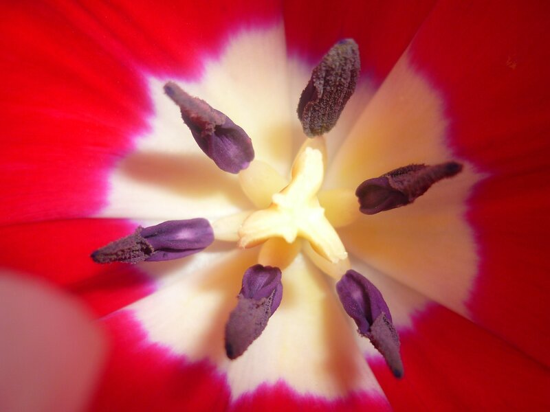 close-up of a tulip flower
