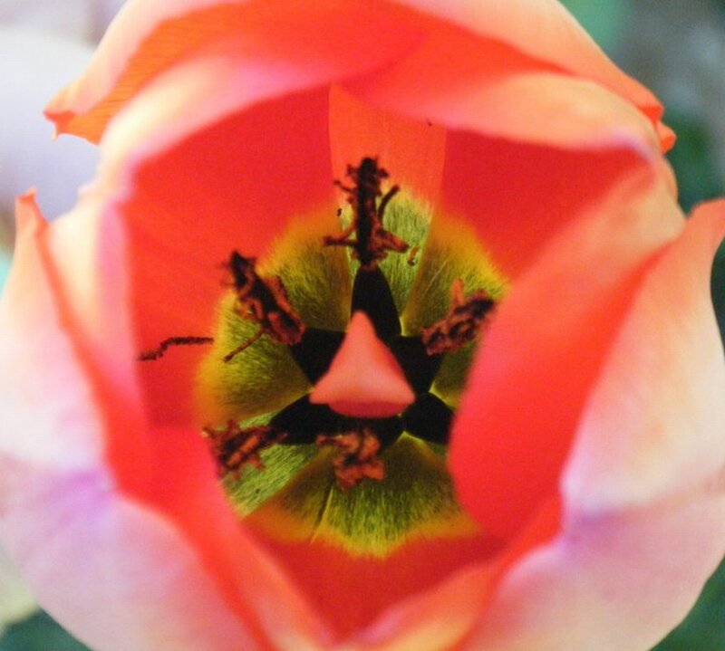 close-up of a tulip flower