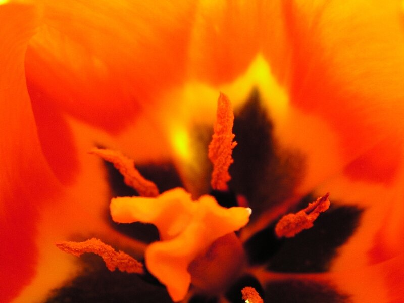 Close-up of a tulip flower