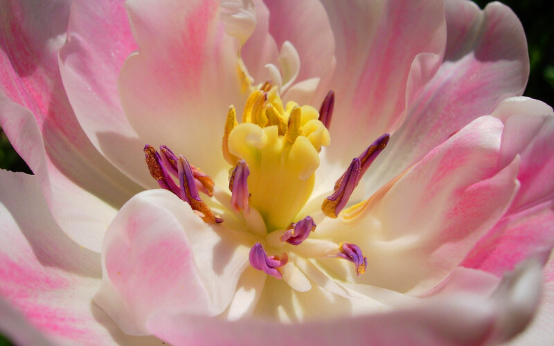 Close-up of a Tulip — Pink
