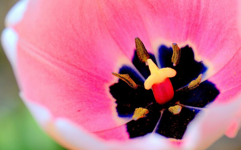 Close-up of a Tulip — Pink, Vibrant