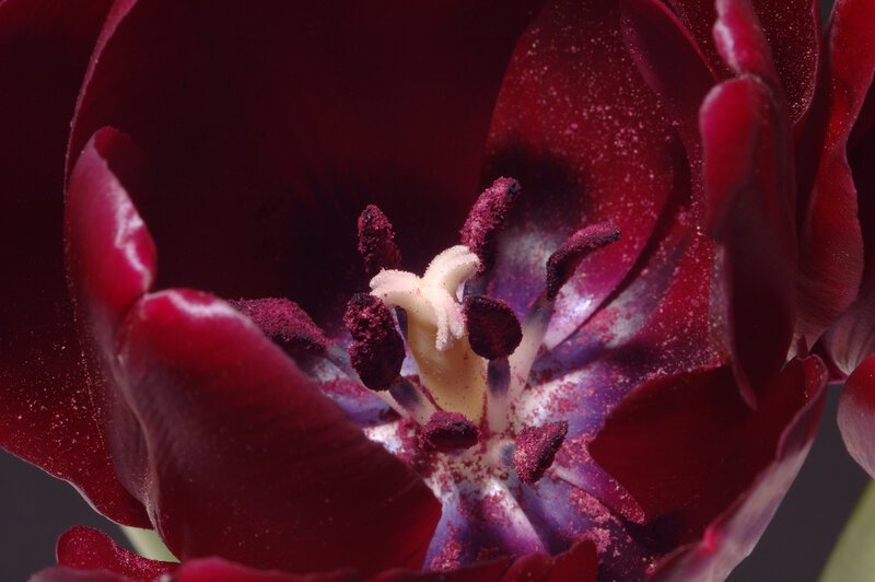 Close-up of a Tulip