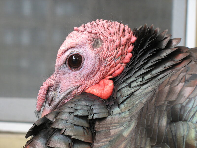 close-up of a turkey's head
