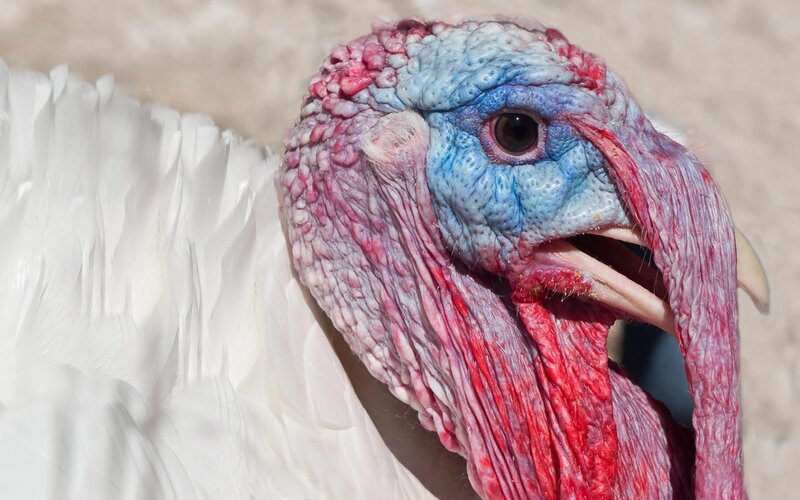 close-up of a turkey's head