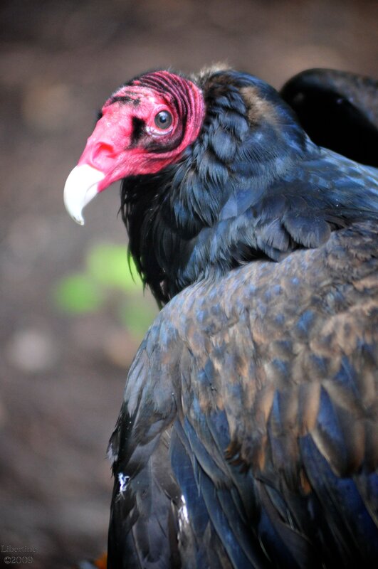 close-up of a turkey vulture