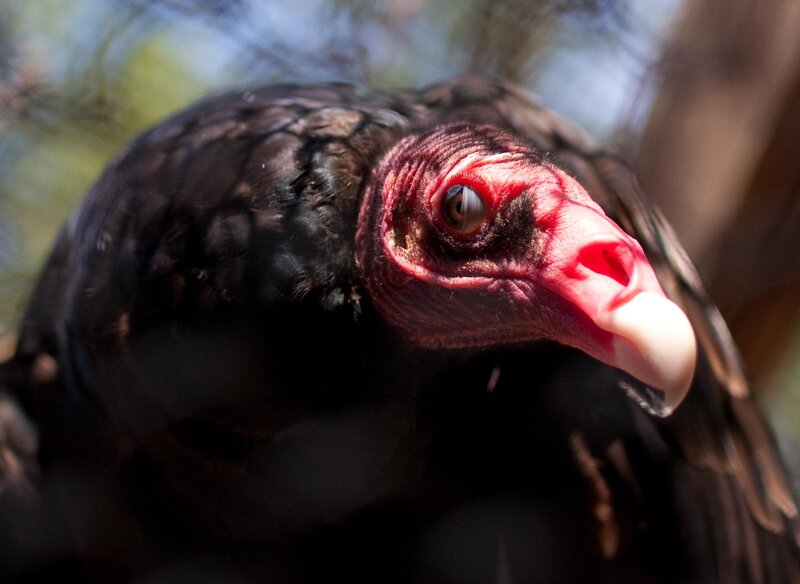 close-up of a turkey vulture