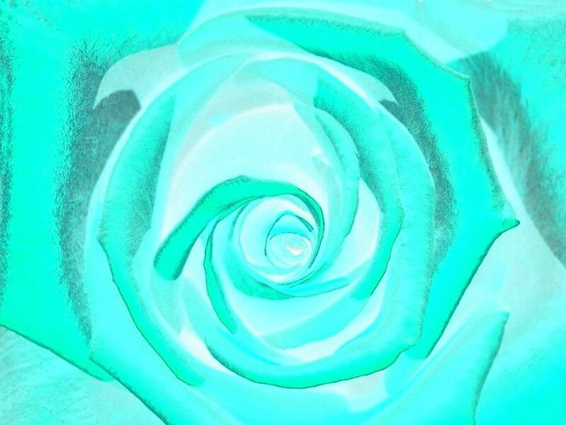 Close-up of a Turquoise Rose
