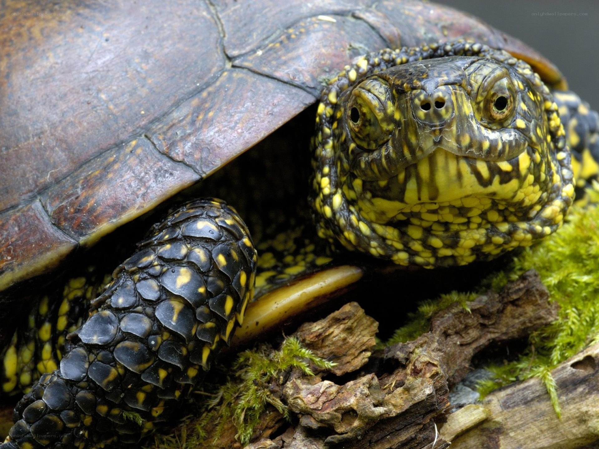 close-up of a turtle