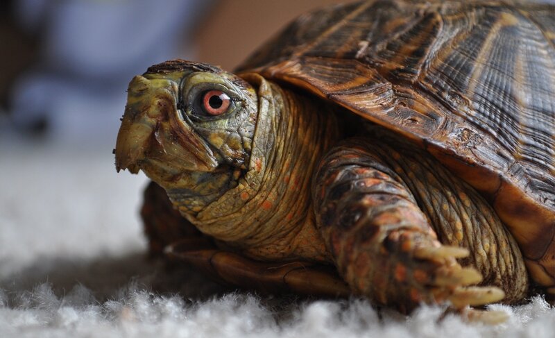 close-up of a turtle