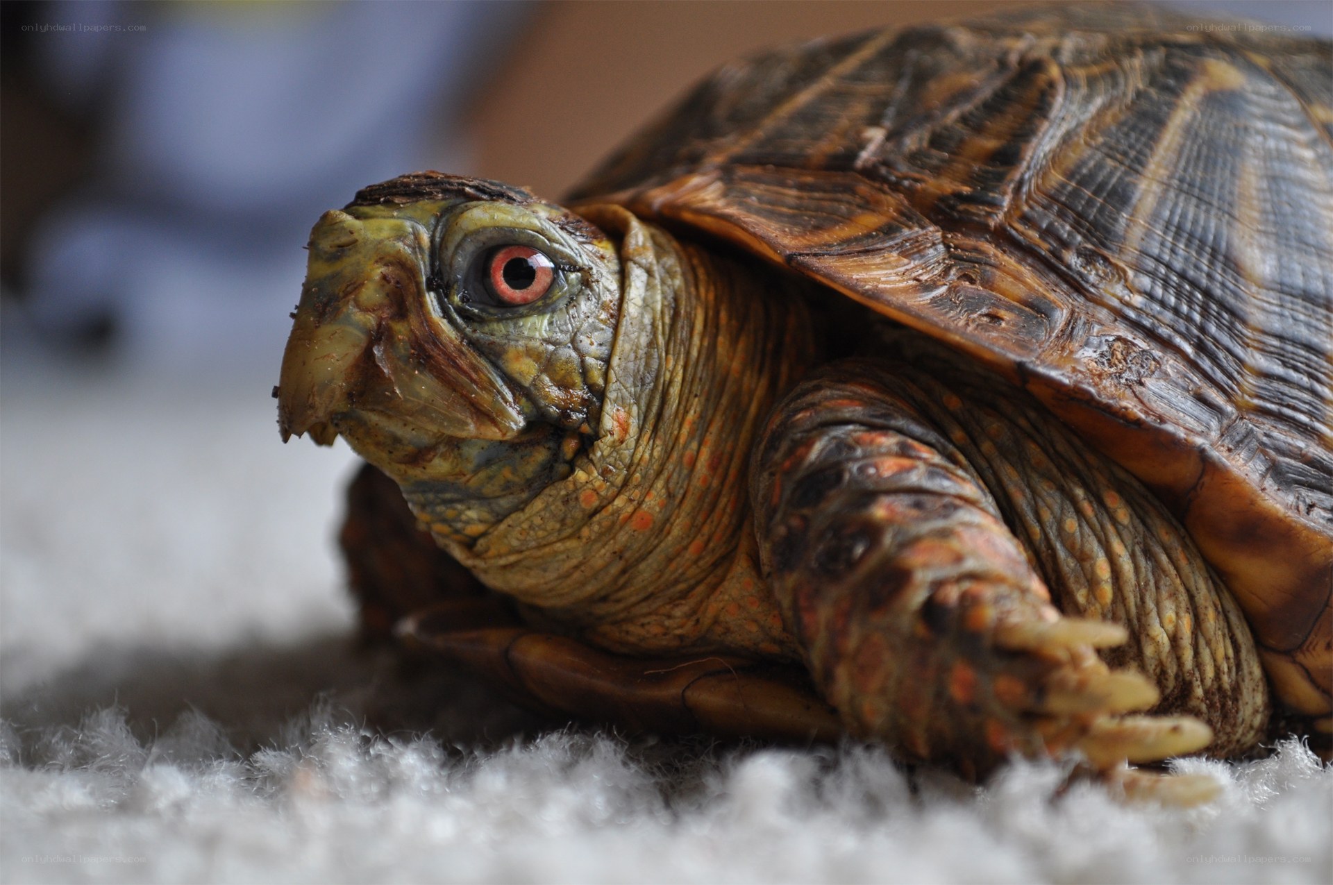 close-up of a turtle