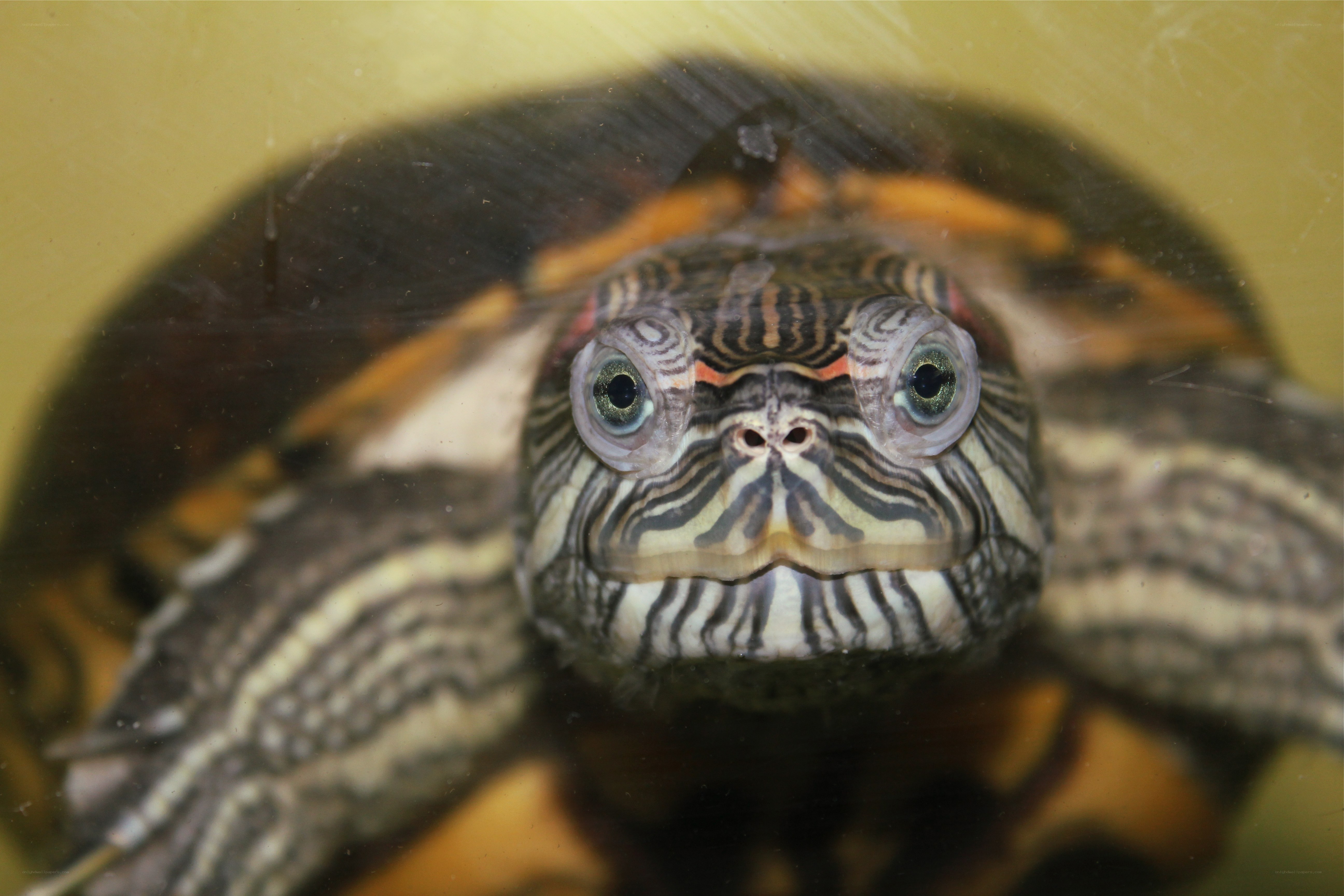 close-up of a turtle