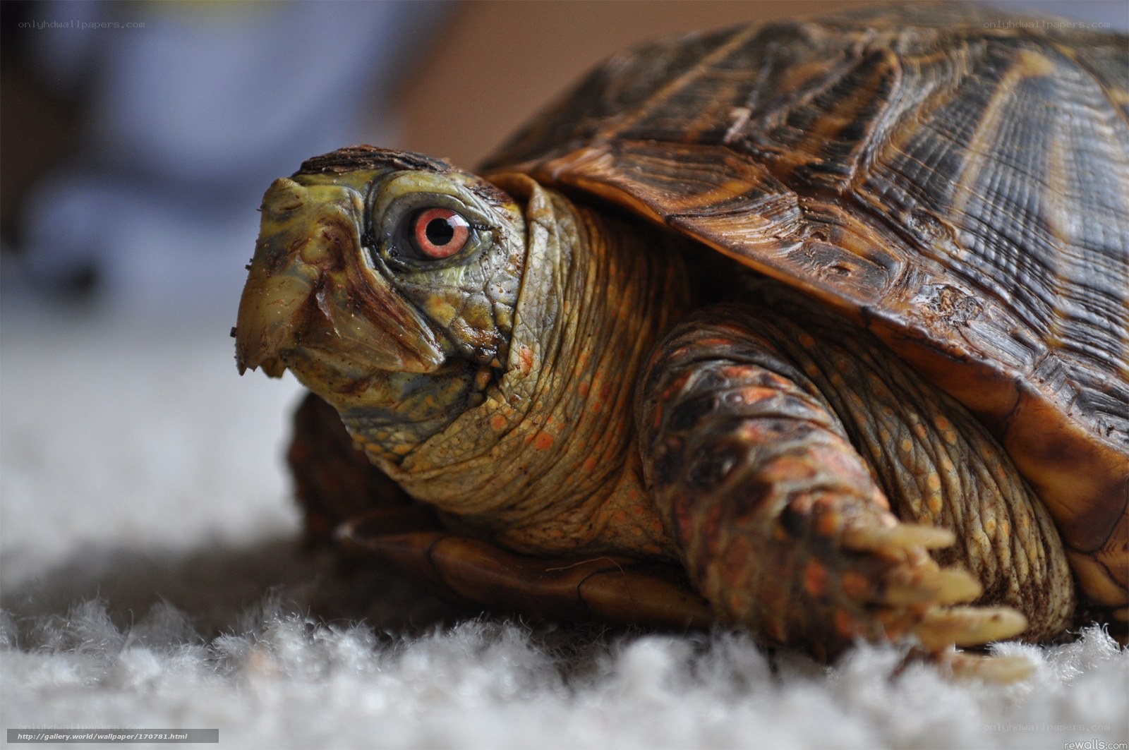 close-up of a turtle