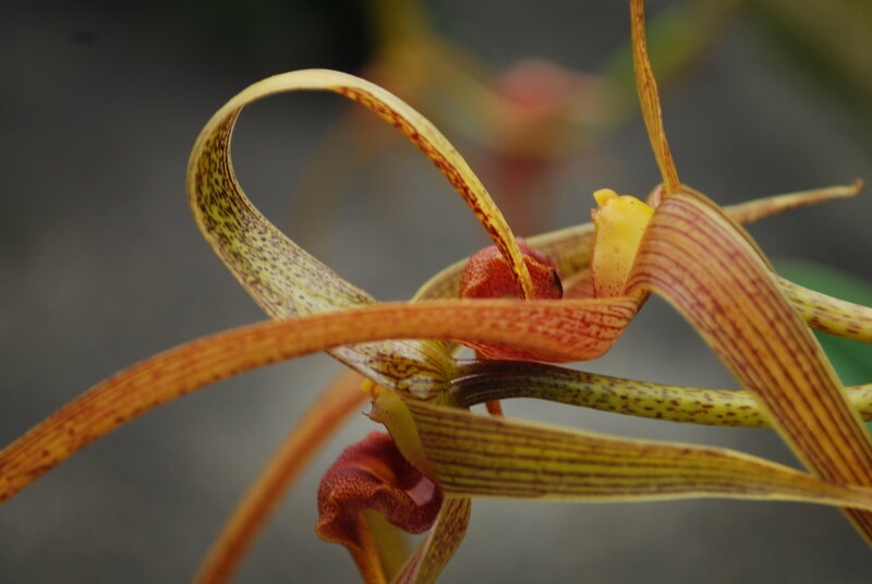 Close-up of a unique orchid