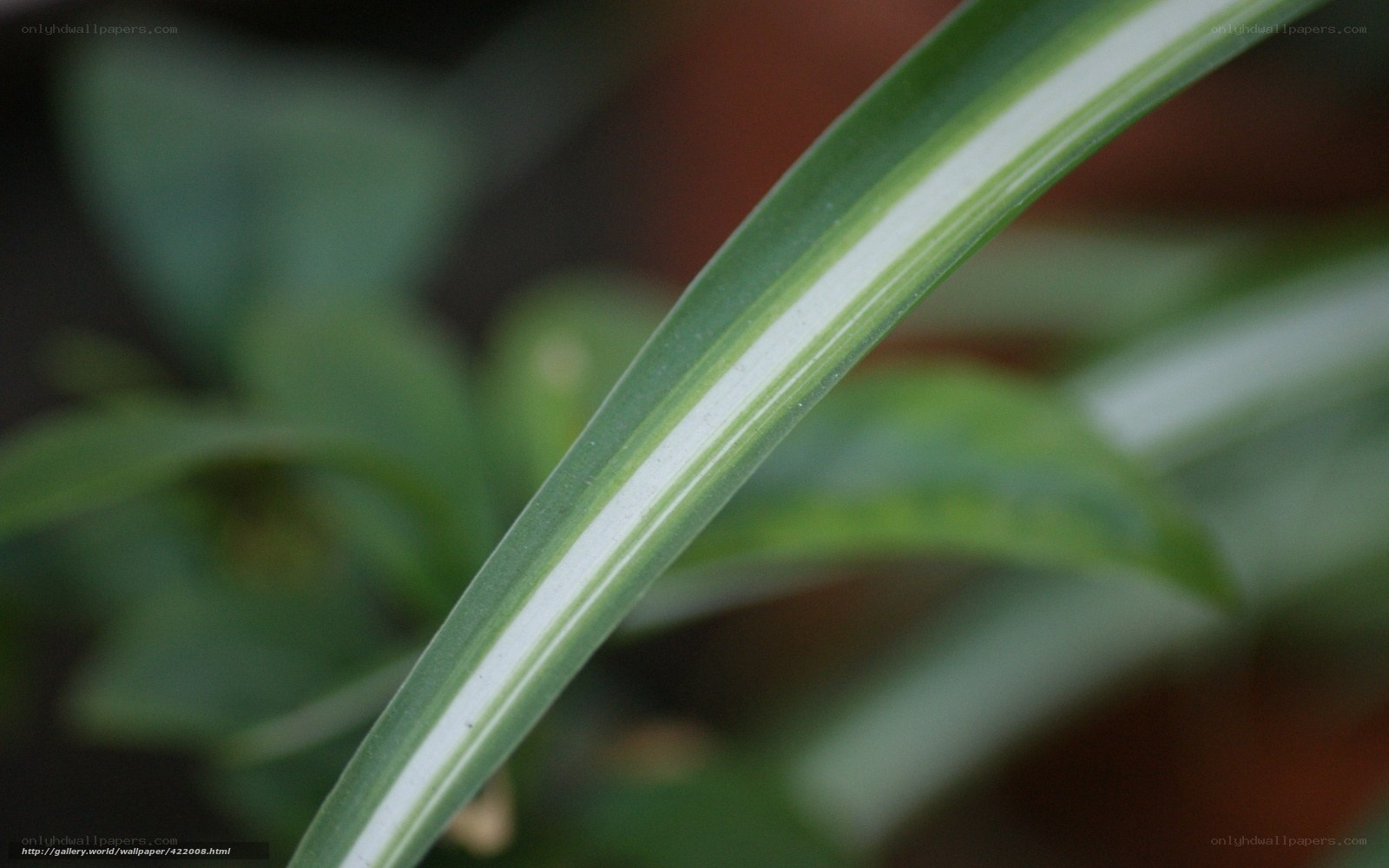 close-up of a variegated leaf