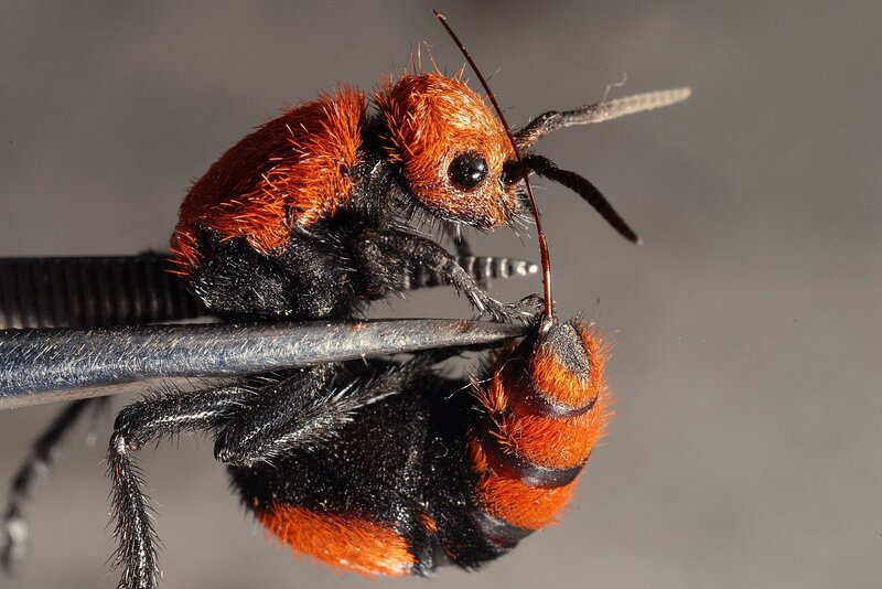 close-up of a velvet ant