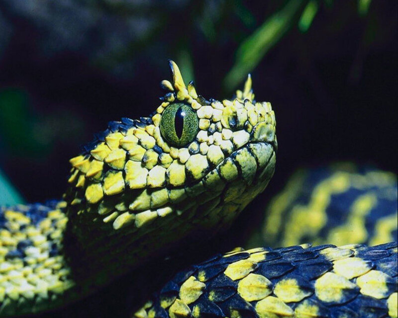 Close-up of a venomous snake