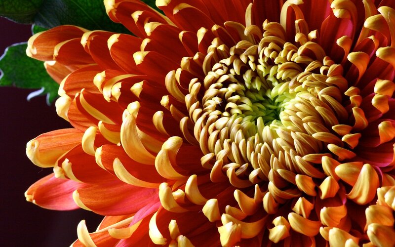 Close-up of a vibrant chrysanthemum