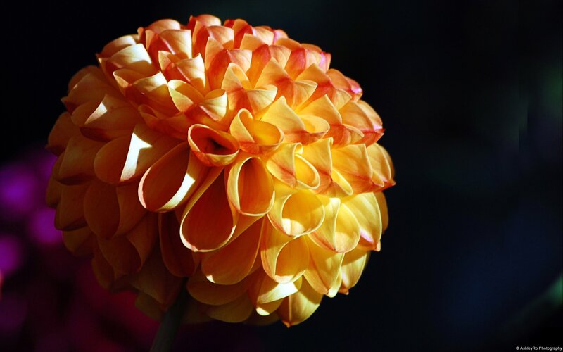 Close-up of a vibrant dahlia