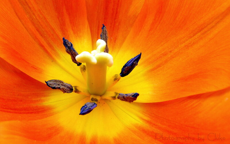 Close-up of a vibrant flower