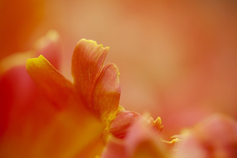 Close-up of a vibrant flower