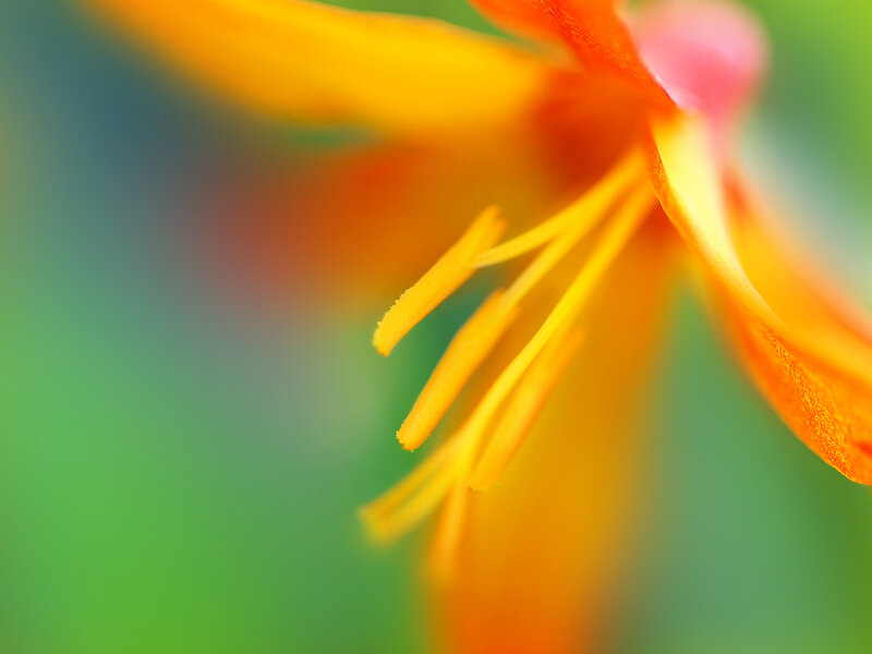 Close-up of a vibrant flower