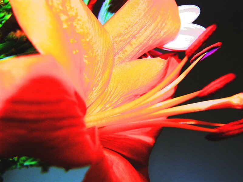 Close-up of a vibrant lily