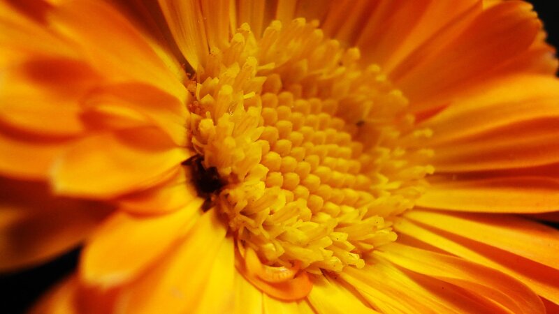 Close-up of a vibrant orange flower