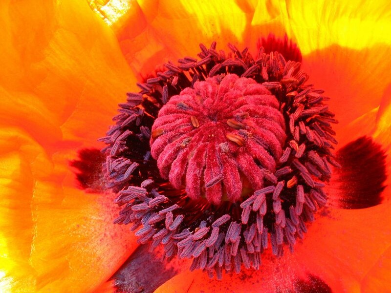 Close-up of a vibrant poppy