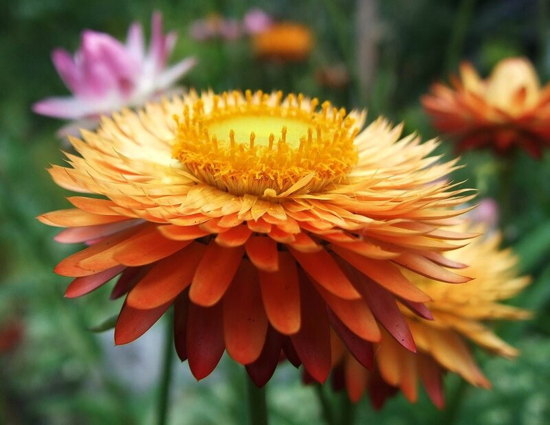 Close-up of a vibrant strawflower