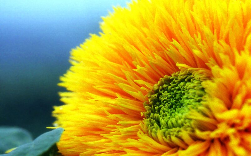 Close-up of a vibrant sunflower