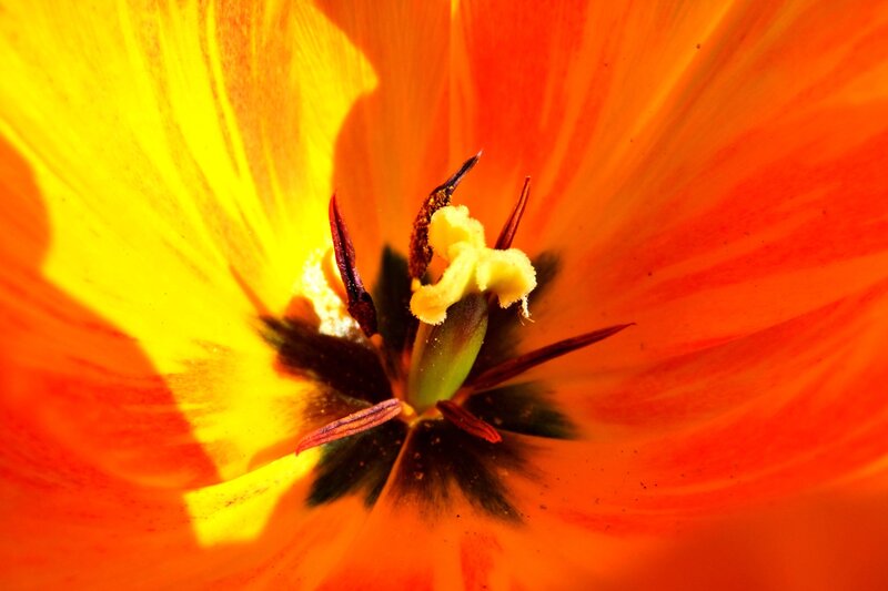 Close-up of a vibrant tulip